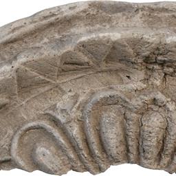 面違鋸歯文縁複弁八葉蓮華文軒丸瓦